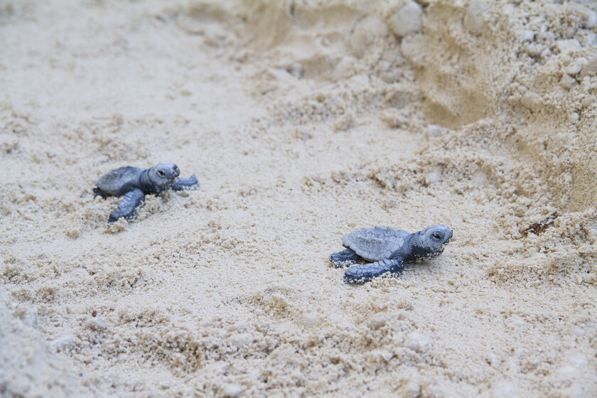 La tortuga boba es cada vez más común en las costas españolas. Es una mala señal para el Mediterráneo

 – Desde dentro
