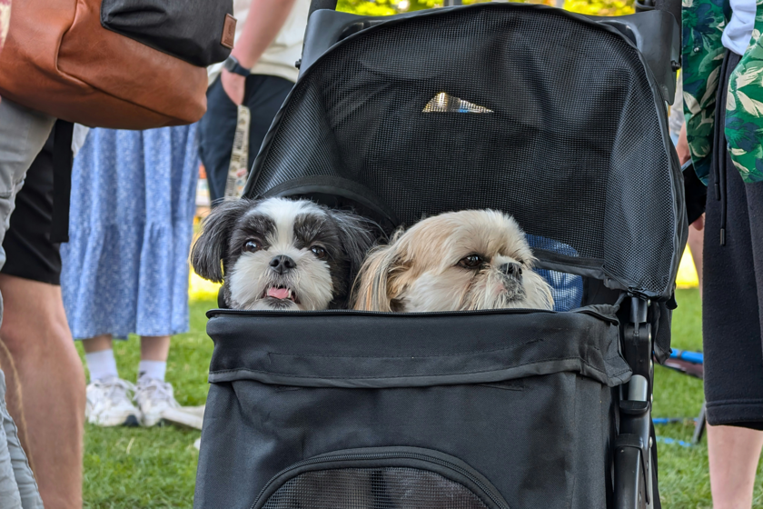 Creíamos que las mascotas reemplazarían a los niños. Un estudio sugiere exactamente lo contrario

 – Desde dentro