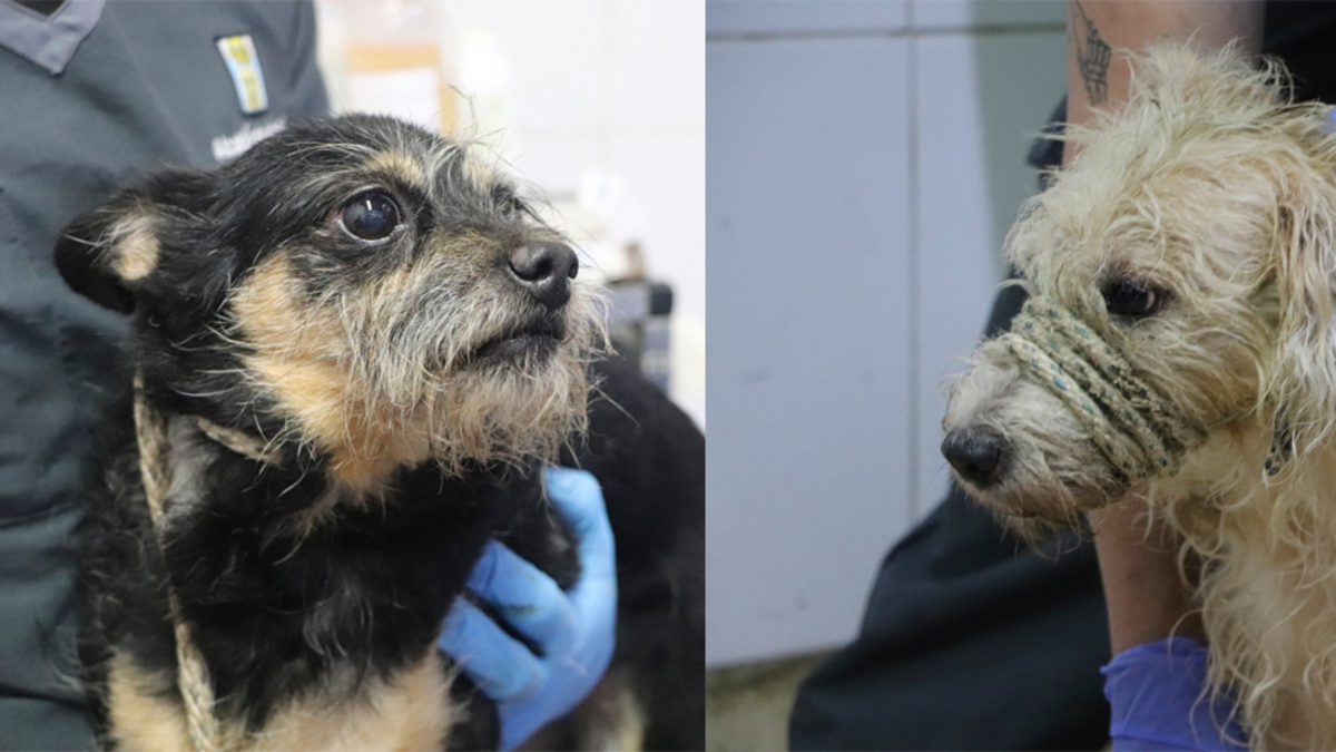 El drama oculto que viven los animales en Medellín

 – Desde dentro