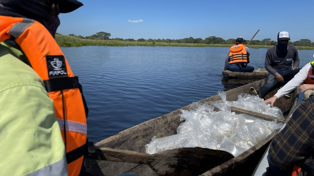 La siembra de 400.000 alevines de bocachico y dorada en las marismas de la Mata de Palma refuerza la pesca artesanal y la sostenibilidad medioambiental

 – Desde dentro