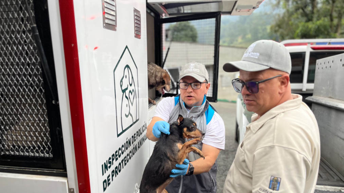 Fue un infierno que sobrevivieron 46 perros y gatos en una casa del suroeste de Medellín

 – Desde dentro