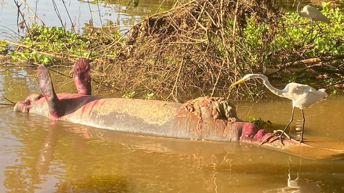 Hallaron manatí muerto en Barrancabermeja, se dio alarma en Magdalena Medio por posible contaminación ambiental

 – Desde dentro