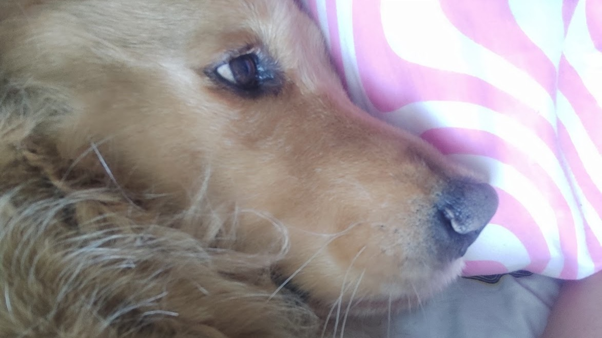 Horus, un perro de 10 años, fue diagnosticado con estrés por pólvora y murió tras varios días de combates en Armenia

 – Desde dentro