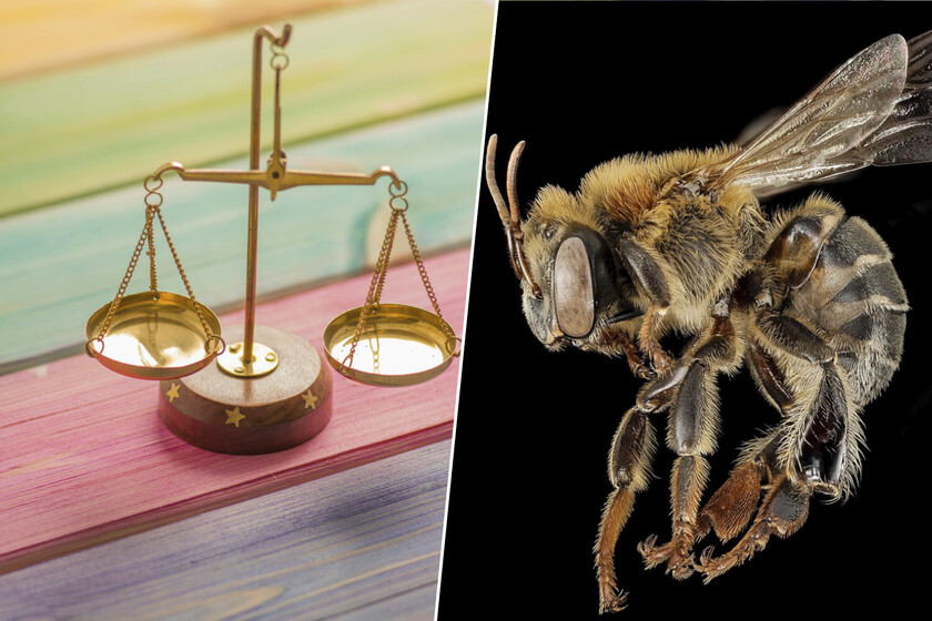 Cuando se trata de proteger a las abejas y otros insectos, una cosa está clara en el Perú: reconocer sus derechos legales

 – Desde dentro