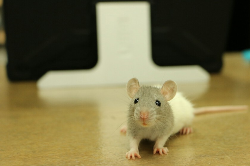 El problema de la experimentación con animales no es la falta de ética, sino que la ciencia aún no tiene un plan B

 – Desde dentro