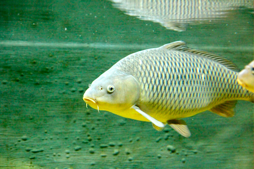 Llevamos siglos luchando con espinas de pescado. China acaba de ganar la guerra con tijeras moleculares

 – Desde dentro