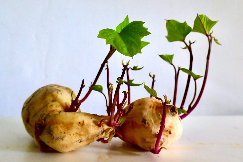 La ciencia sugiere que el calor no elimina el veneno de las patatas con brotes

 – Desde dentro