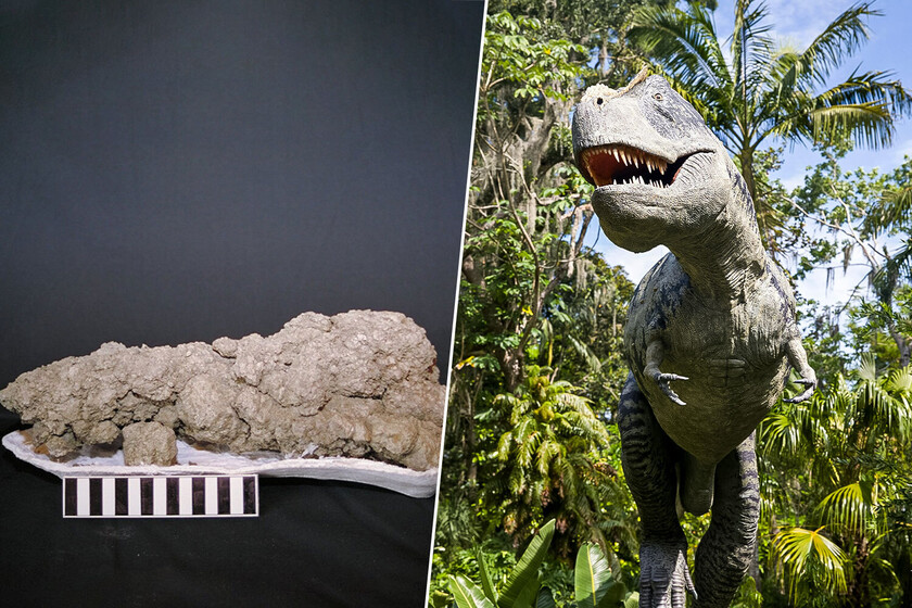 Se hicieron millonarios buscando estiércol de dinosaurio

 – Desde dentro