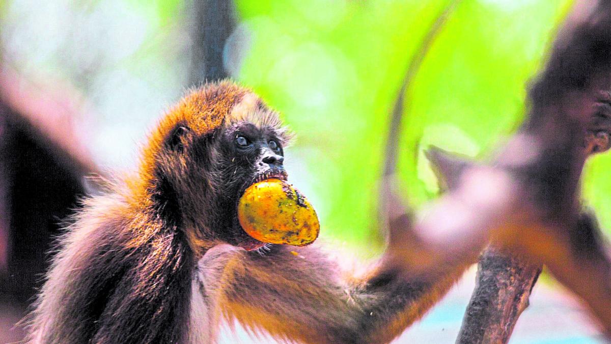 ¿Qué falta para que esto sea una realidad? Otros detalles del proyecto de traslado del Zoológico de Barranquilla a la Ciénaga de Mallorquín

 – Desde dentro