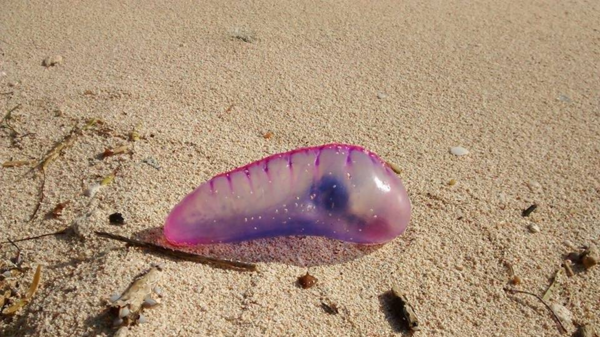 Las autoridades intensifican la vigilancia y piden a los ciudadanos que mantengan la calma.

 – Desde dentro