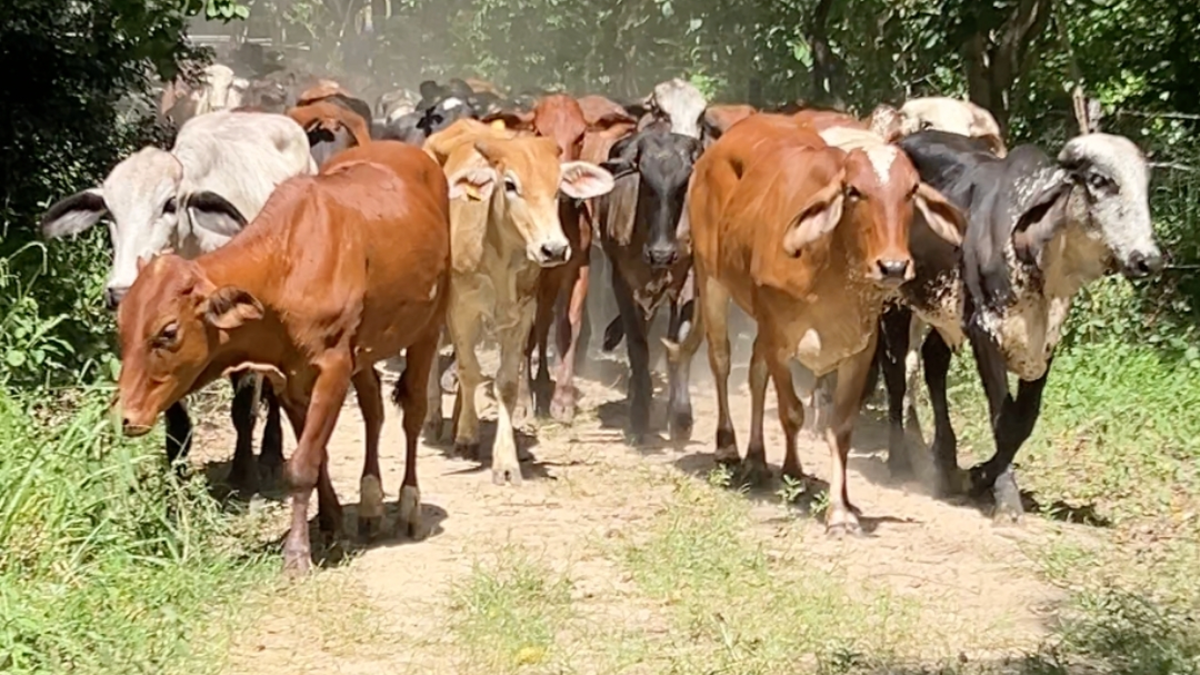 uno de ellos es de un creador de contenido famoso

 – Desde dentro