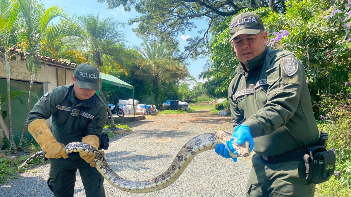 Pelos de punta: Así vivieron vecinos del sur de Cali la invasión de su barrio por dos boas constrictoras

 – Desde dentro
