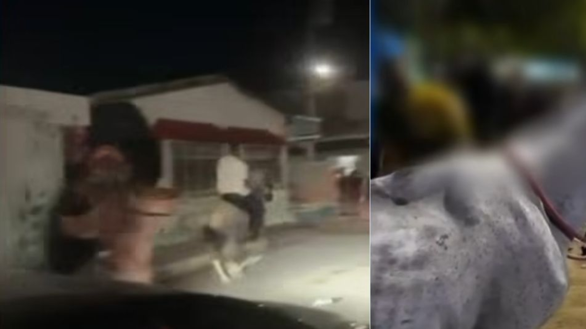 Autoridades se pronuncian tras videos que muestran caballos maltratados y utilizados para carreras secretas en Cartagena: ‘Serán denunciados’

 – Desde dentro