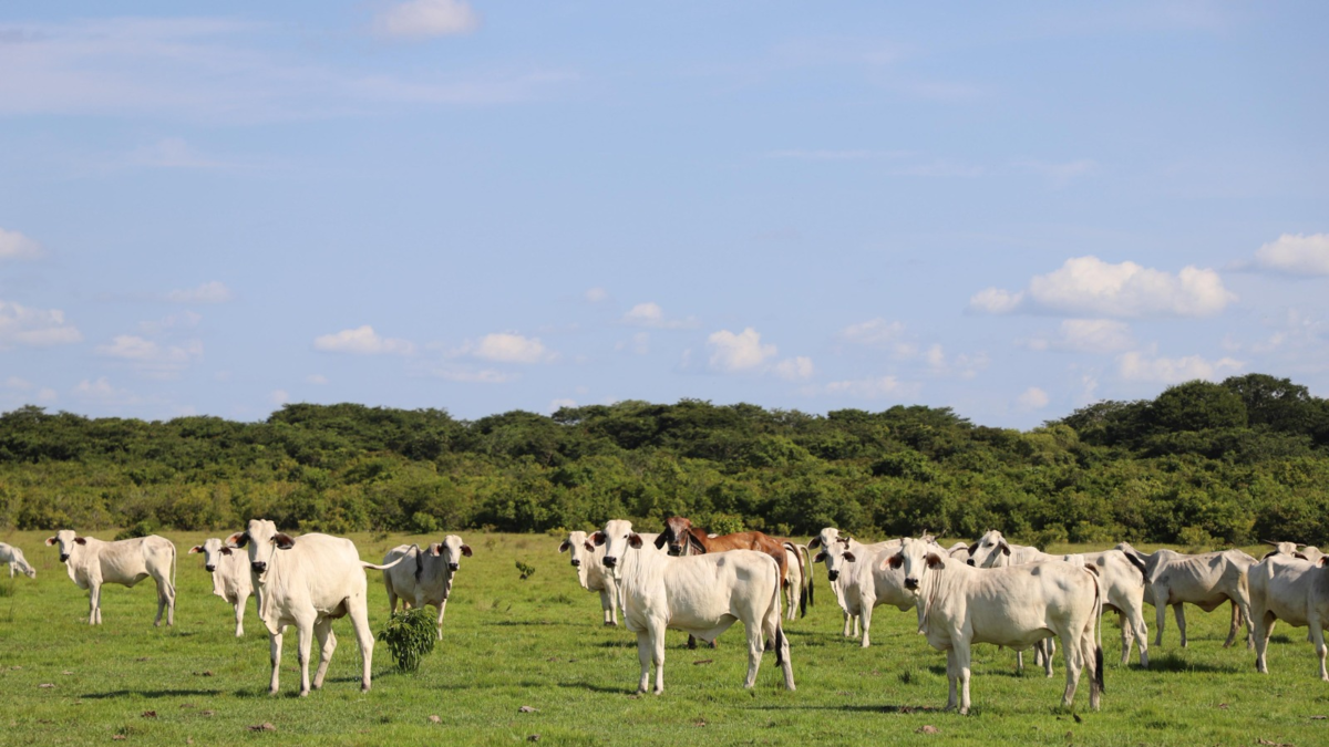 60 explotaciones ya están cambiando su modelo productivo y pretenden transformar 800.000 hectáreas

 – Desde dentro