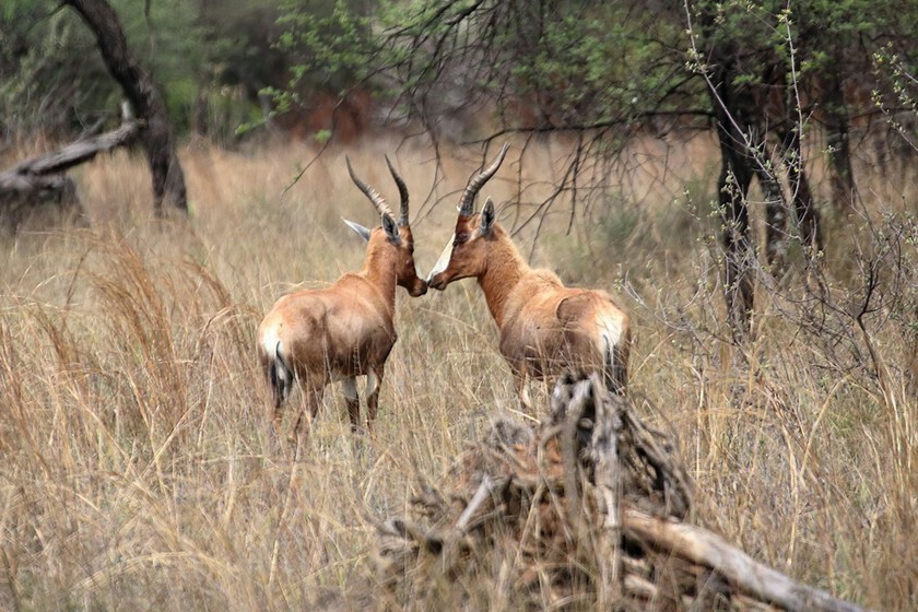 La compleja ciencia detrás del contacto nariz con nariz en el reino animal

 – Desde dentro