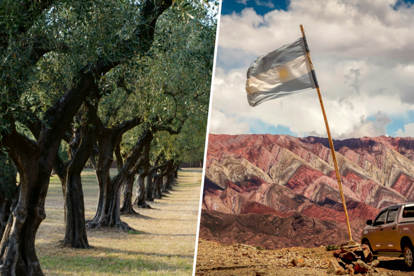 Cómo un olivar patagónico se cuela en la meca del AOVE

 – Desde dentro