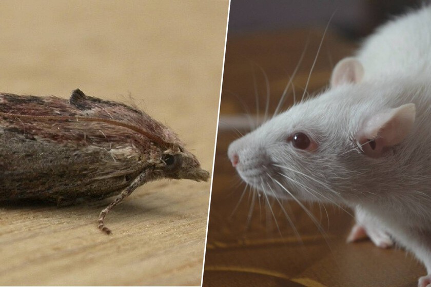 Los científicos llevan años buscando sin éxito una alternativa a los ratones de laboratorio. Hasta que encontró las polillas

 – Desde dentro