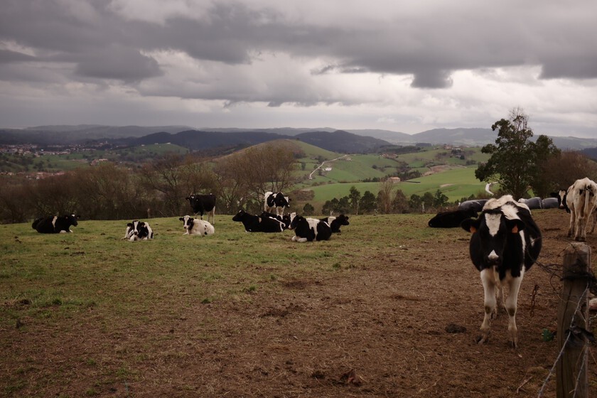 Cantabria siempre ha sido uno de los mayores productores de leche de España. Ahora sus ganaderos están desapareciendo.

 – Desde dentro