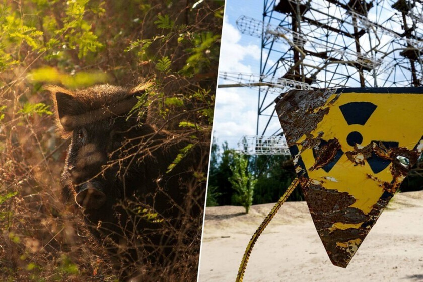 Llevamos décadas buscando “monstruos” radiactivos. Lo que hemos notado es un rápido desarrollo.

 – Desde dentro