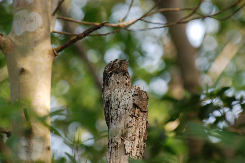 En Sudamérica existe un pájaro que se disfraza de trozo de madera. Y un joven uruguayo insistió en encontrarlo

 – Desde dentro