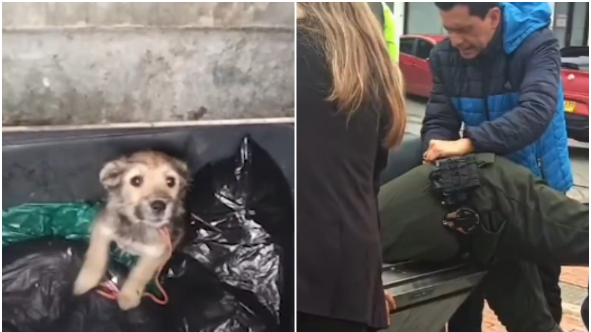 «Milagros», una perrita rescatada de un contenedor de basura en Tunja tras ser encontrada por la comunidad: un joven decidió adoptarla

 – Desde dentro