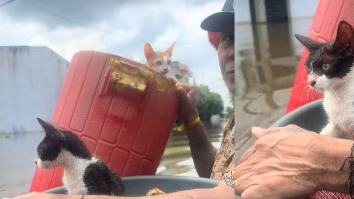 «Tengo otras gallinas y gallinas en el techo».

 – Desde dentro