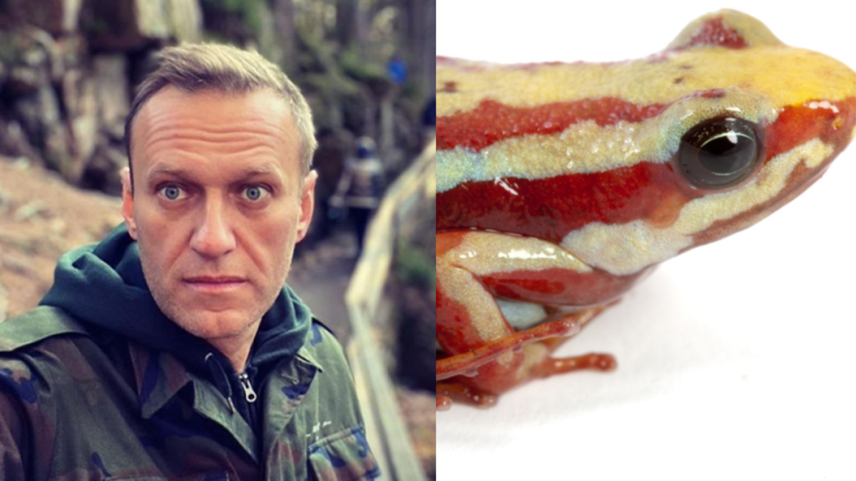 Se trata de una rana venenosa que vive entre Colombia y Ecuador, a la que en Rusia le quitarían una toxina que la mataría

 – Desde dentro