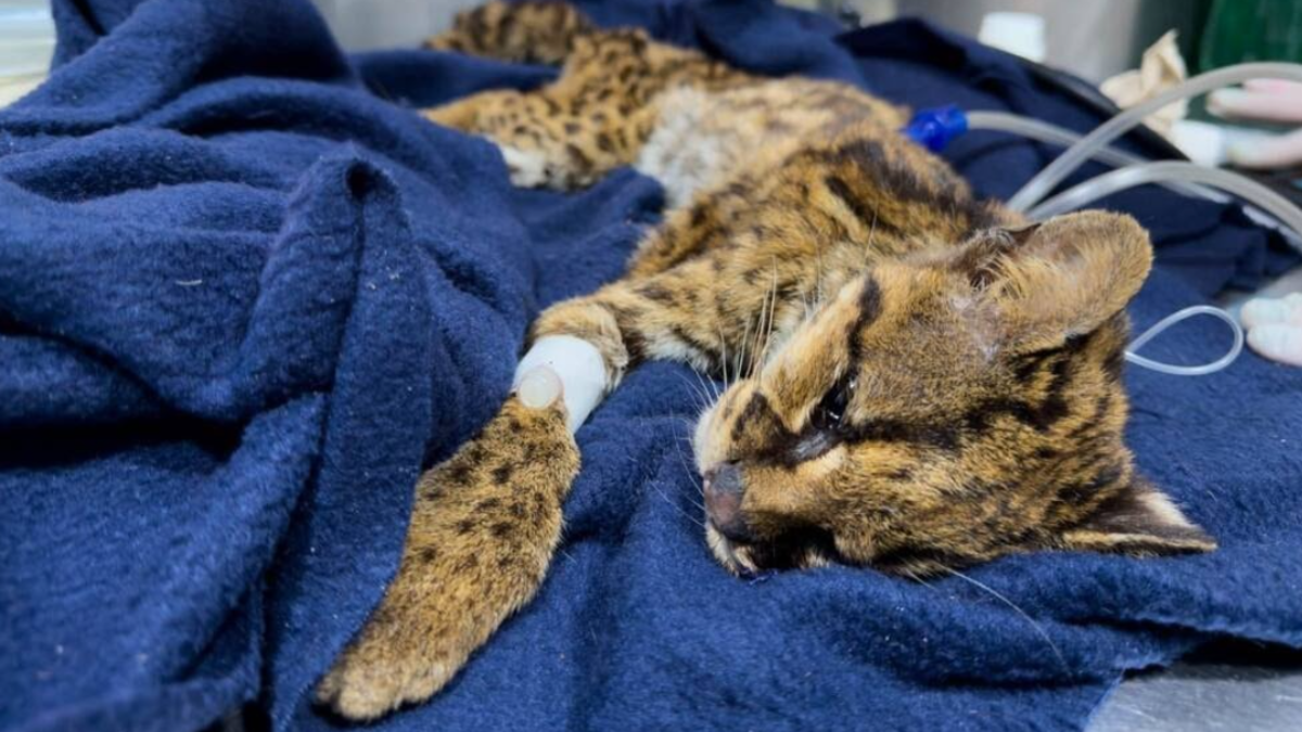 Tenía desnutrición severa, anemia y dientes rotos.

 – Desde dentro