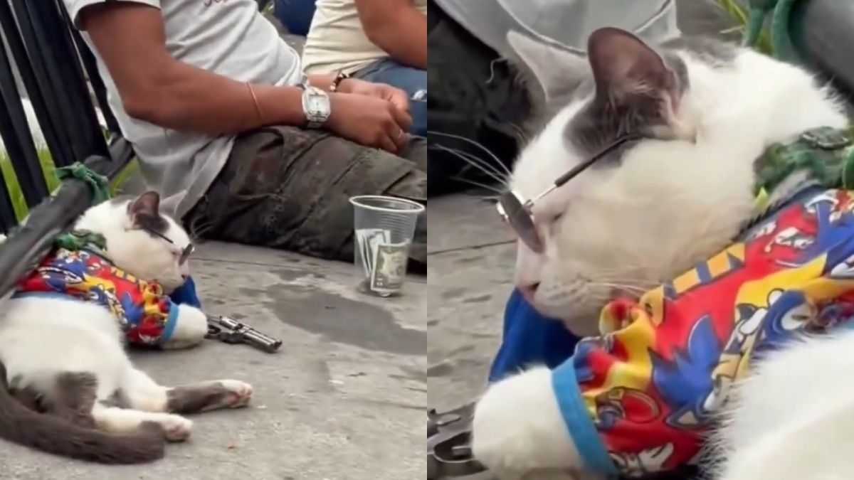 Indignación en Medellín por gato aparentemente bajo efectos de sedantes que usaba mientras pedía direcciones a turistas en la Comuna 13: ‘Completamente inmovilizado’

 – Desde dentro