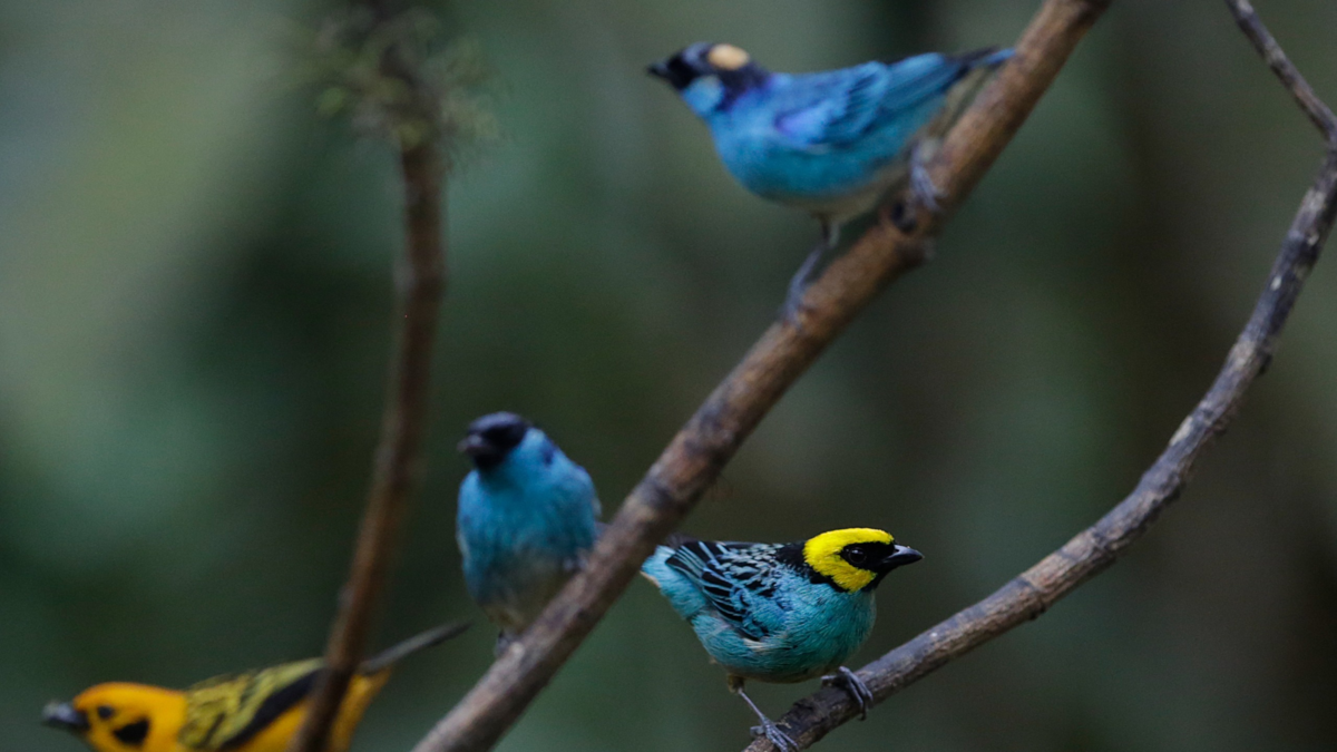 Cali se divirtió en Colombia BirdFair 2026, una presentación internacional de turismo de naturaleza con la participación de delegaciones entre ellas: de EE.UU., Nicaragua

 – Desde dentro