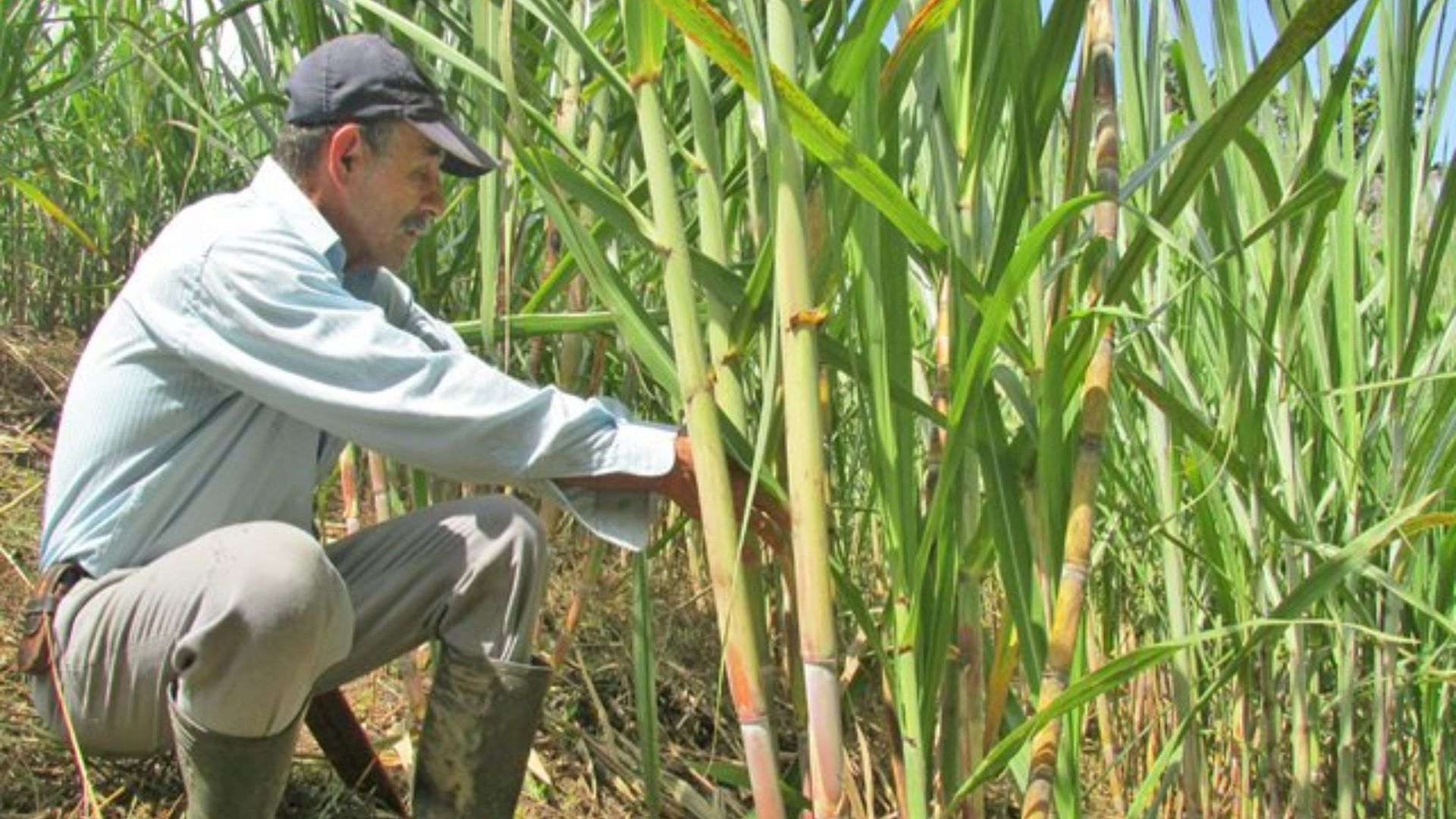 Llaman a ACP, Asocaña y Bioenergía a participar en el diálogo entre el gobierno y los trabajadores cañeros

 – Desde dentro