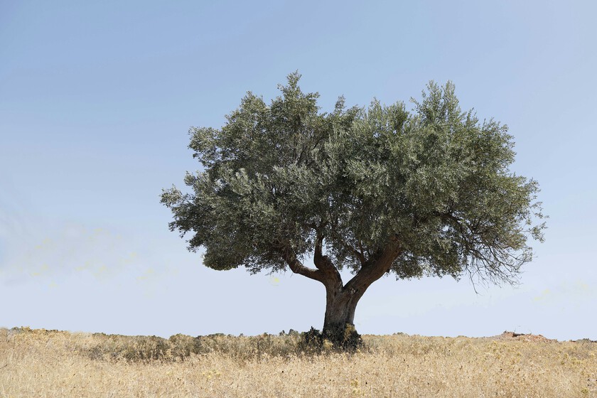 Se llama John, estudió en Wharton y gestiona olivos de Nueva York.

 – Desde dentro