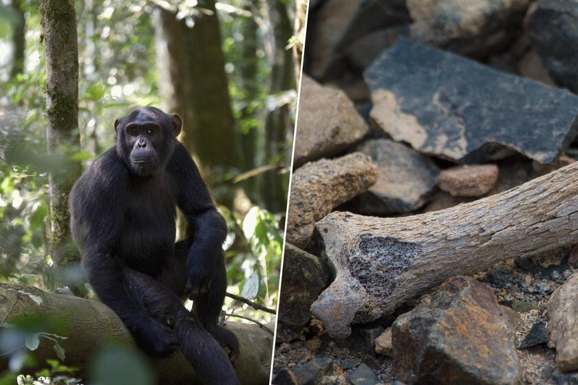 Pensábamos que la gente en África empezaba a caminar. Este fósil de 7,2 millones de años dice lo contrario

 – Desde dentro