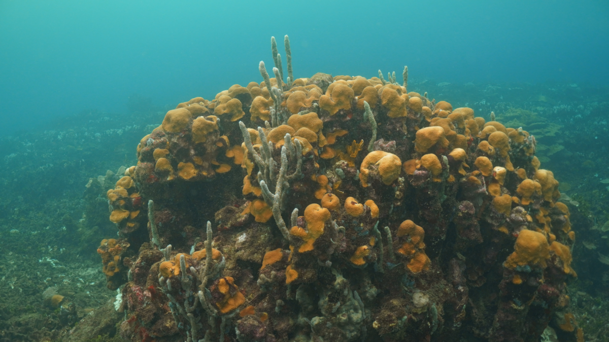 Los corales de Varadero en Cartagena siguen amenazados tras una década de intentos fallidos de incluirlos en un área protegida

 – Desde dentro