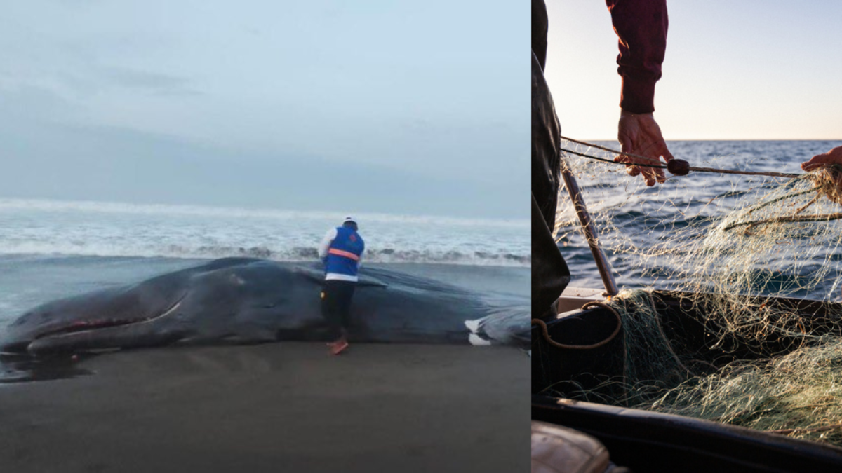 Un cachalote murió tras quedar atrapado en redes de pesca ilegal en aguas de Bahía Solano en Chocó

 – Desde dentro