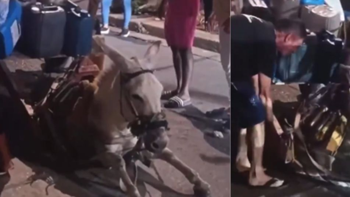 Un burro se desmayó en Cartagena tras ser obligado a cargar un pesado carruaje

 – Desde dentro