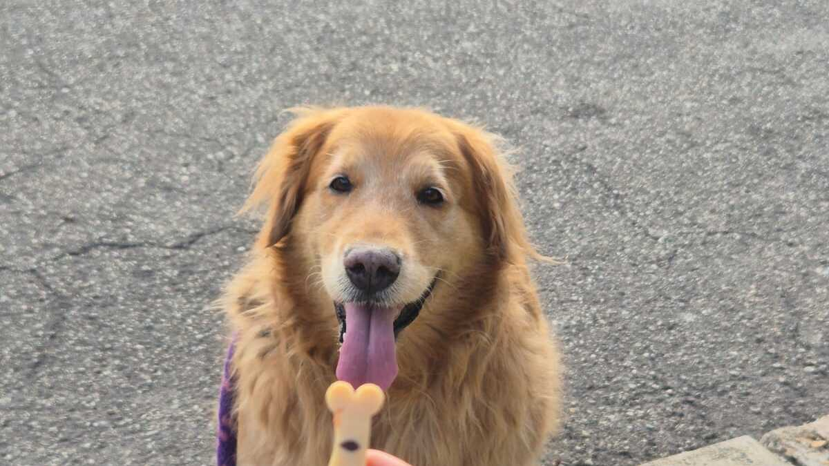 Ayuda a los animales abandonados en Bucaramanga con Radiotón, un evento creado para brindar alimento a cientos de perros y gatos sin hogar.

 – Desde dentro