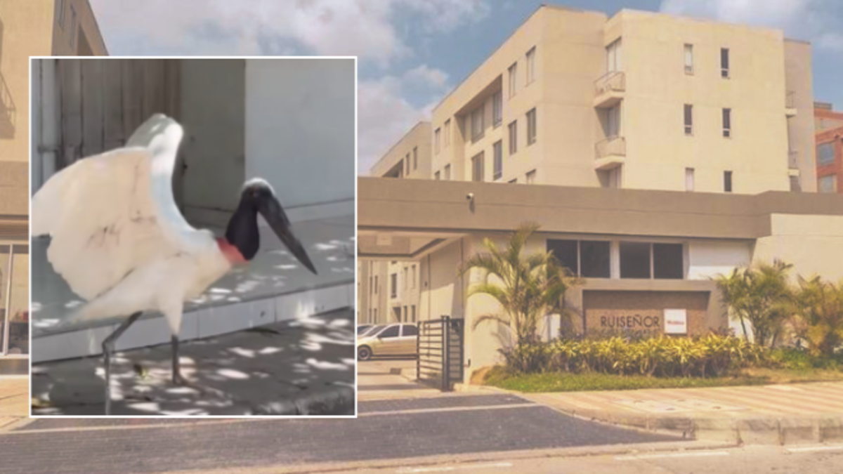 La cigüeña Jabiru que fascinó a Barranquilla aparece muerta en Rebolo luego de dos semanas de avistamientos en barrios de la ciudad; Están investigando lo sucedido

 – Desde dentro