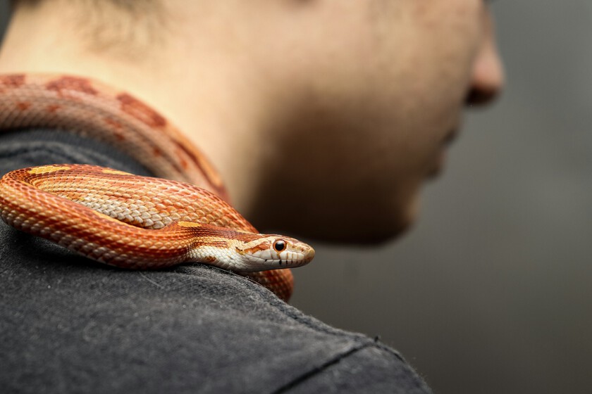 Hay personas en Internet que manipulan serpientes mortales con sus propias manos para atraer visitas. Bienvenido al mundo de los Snake Bros.

 – Desde dentro