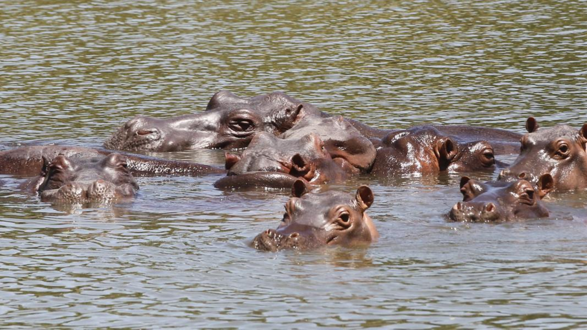 invasión y eutanasia en Antioquia

 – Desde dentro