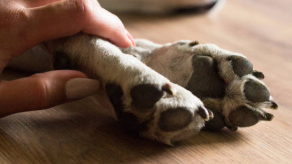 El perro golpeado murió y fue enterrado por el atacante.

 – Desde dentro